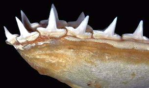 Sphyrna tudes_01.jpg